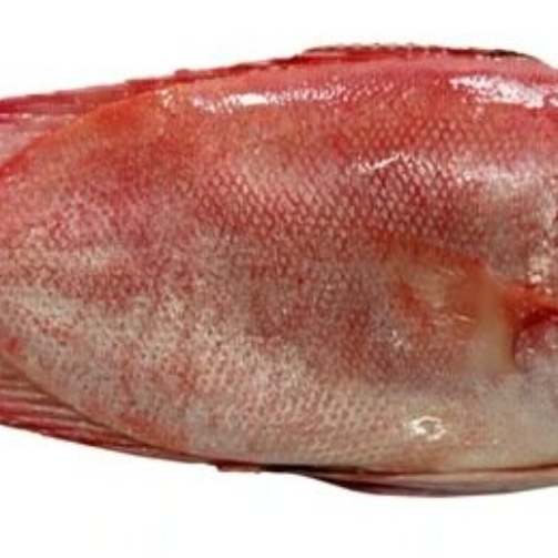 BULL EYE FISH