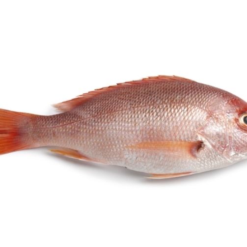 WHITE SNAPPER FISH