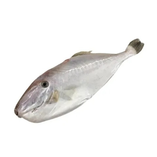 LEATHER JACKET FISH