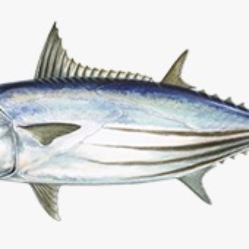 JACK TUNA FISH