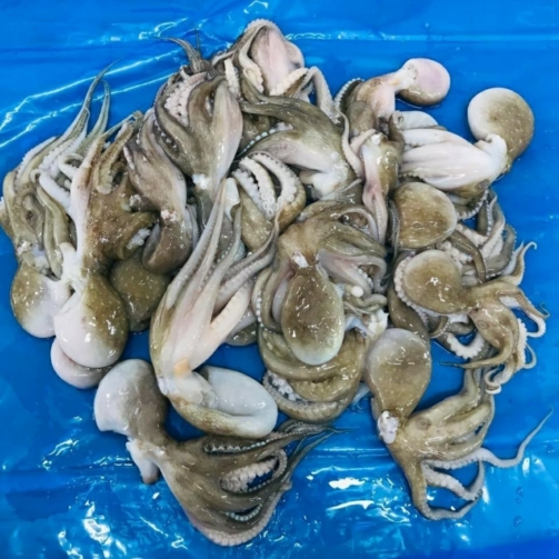 BABY OCTOPUS WHOLE