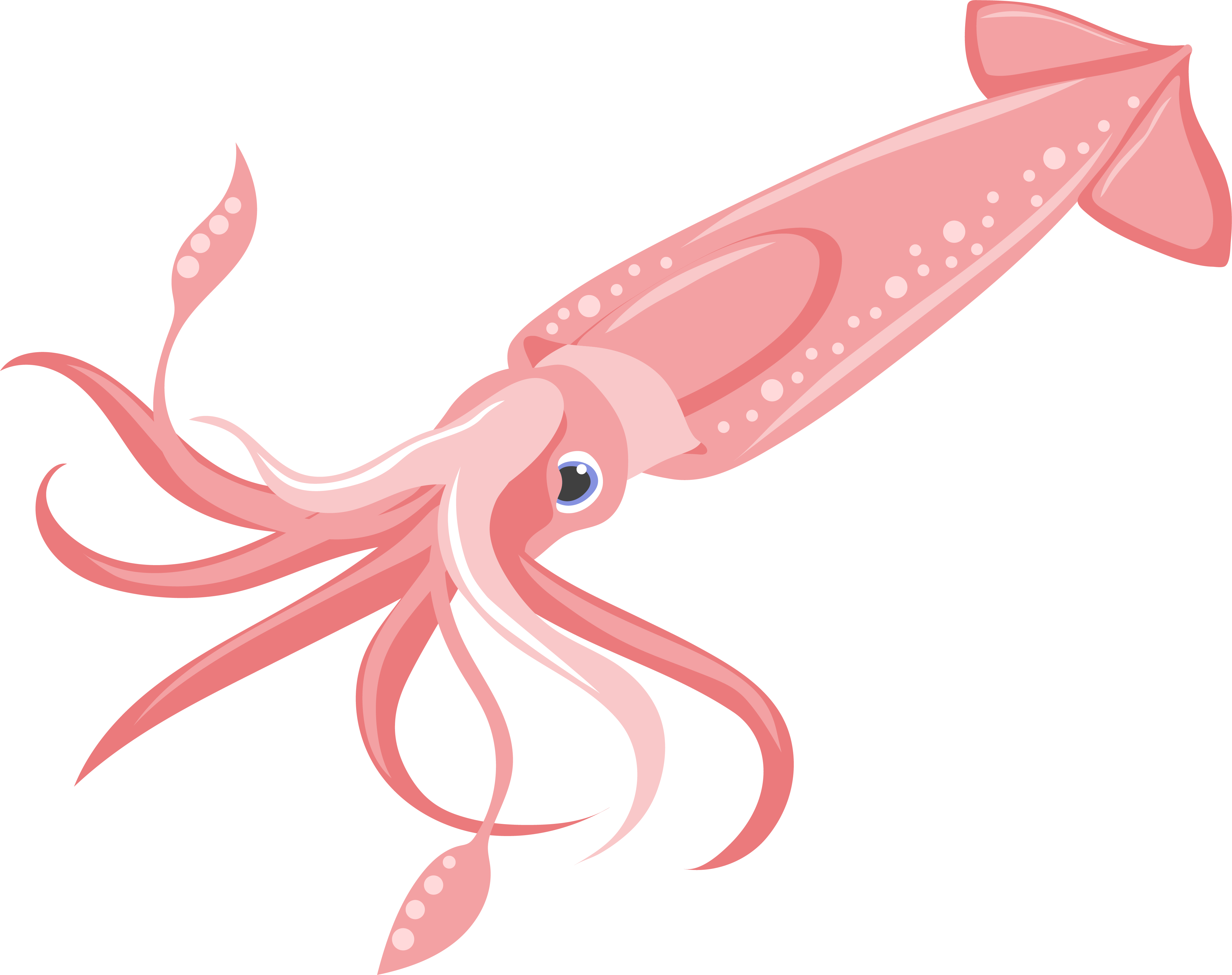 squid squid