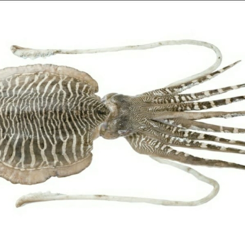 CUTTLE FISH WHOLE