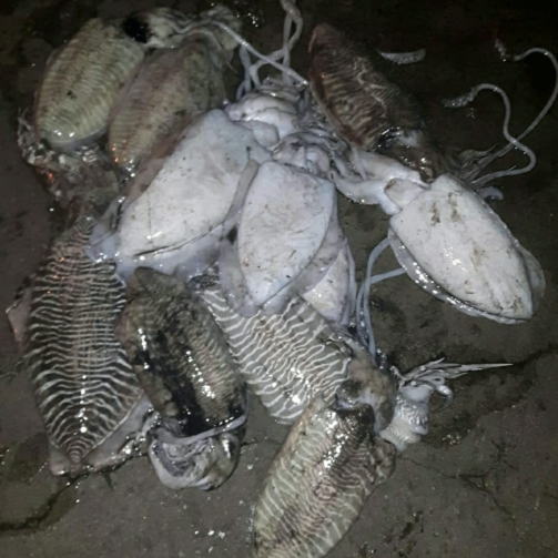 CUTTLE FISH WHOLE