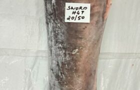 SWORD FISH ( HGT)