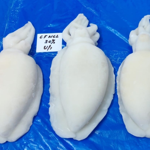 CUTTLE FISH WHOLE CLEANED  (IF) U1