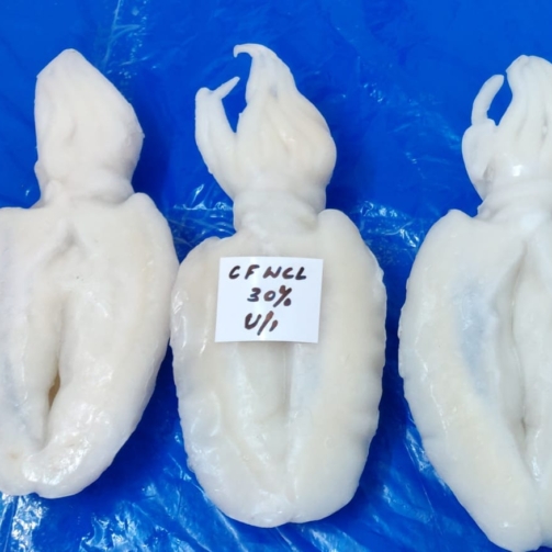 CUTTLE FISH WHOLE CLEANED IF