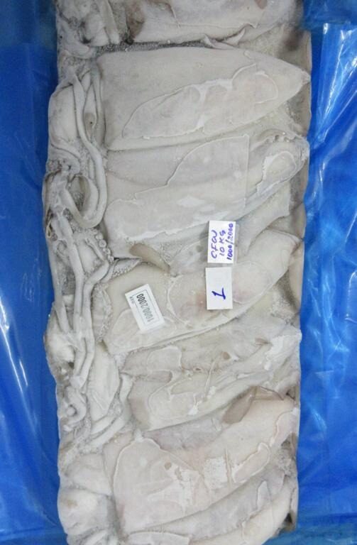 CUTTLE FISH WHOLE BLOCK FROZEN
