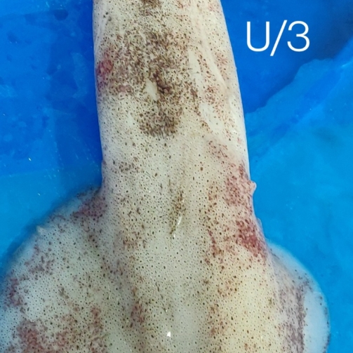 SQUID WHOLE U3