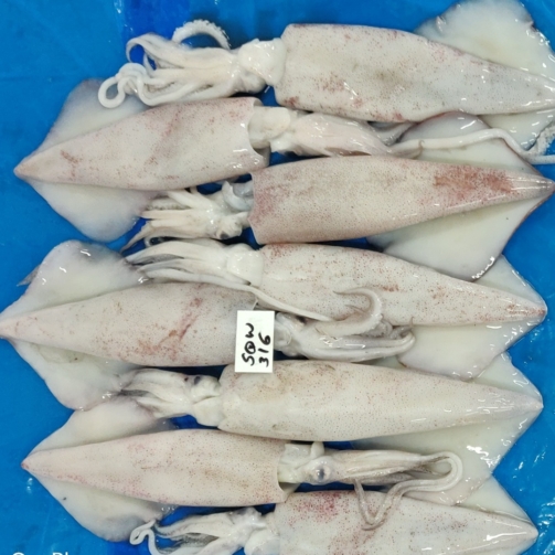 SQUID WHOLE (LOLIGO)