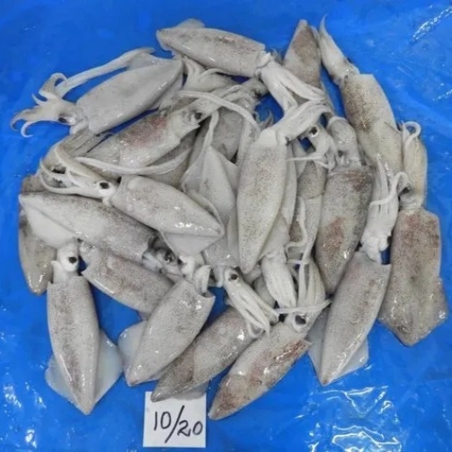 SQUID WHOLE  10/20 GRADE
