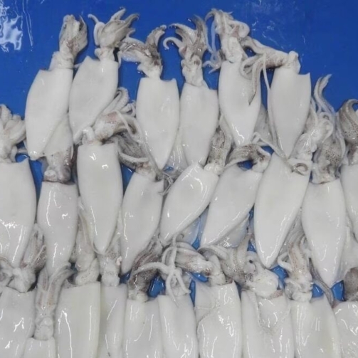 SQUID WHOLE CLEANED