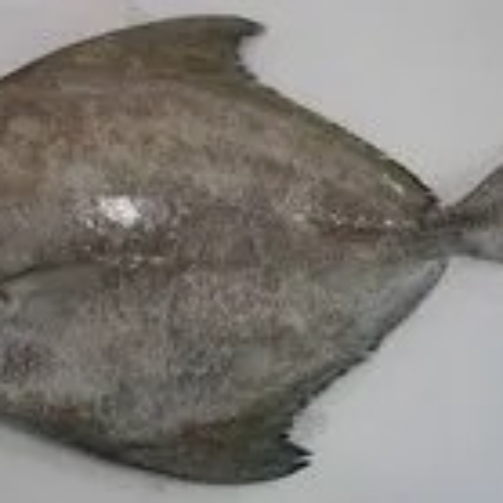 BLACK POMFRET