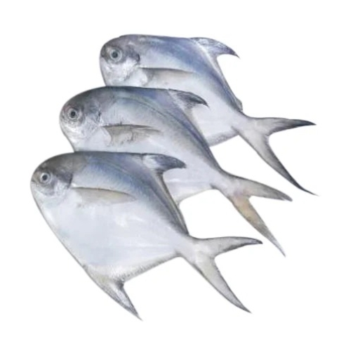 WHITE POMFRET
