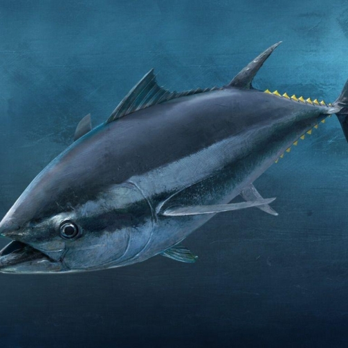 YELLOW FIN TUNA FISH