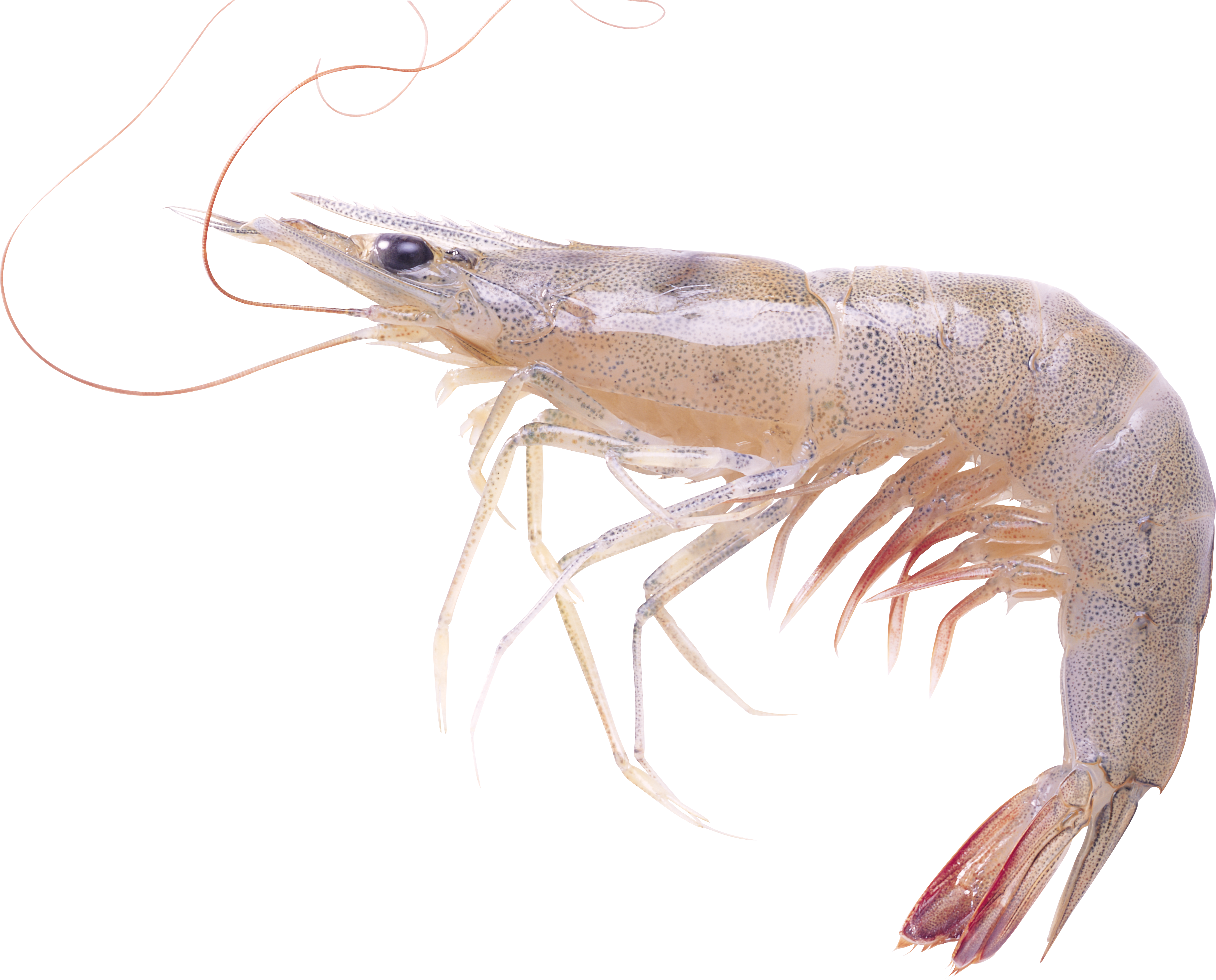 shrimp Ozeanz